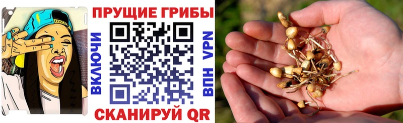 Галлюциногенные грибы Cubensis  Светогорск 
